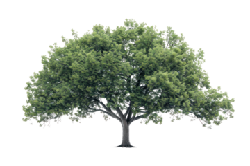 
High definition collection Tree isolated on a white background Real daytime first person perspective