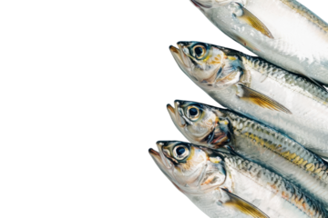
Herring fish isolated on a white background Real daytime first person perspective