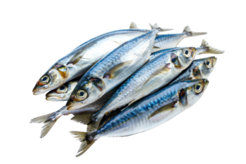 
Herring fish isolated on a white background Real daytime first person perspective