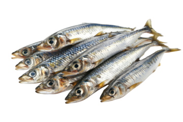 
Herring fish isolated on a white background Real daytime first person perspective