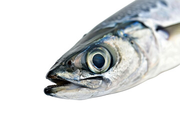 
Herring fish isolated on a white background Real daytime first person perspective