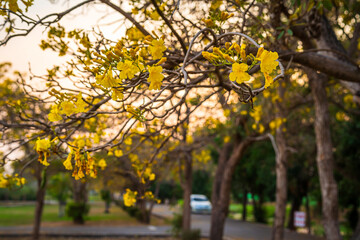 Beautiful blooming Yellow Golden trumpet tree or Tabebuia are blooming with the park in spring day...