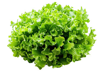 
Fresh green salad head isolated on white background Real daytime first person perspective