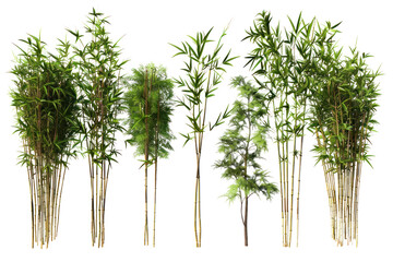 
Collection bamboo isolated on white background Real daytime first person perspective