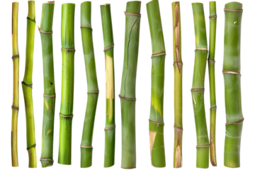 
Collection bamboo isolated on white background Real daytime first person perspective