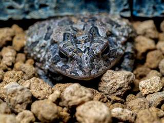 ナンブヒキガエルのアップ