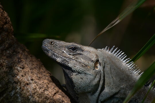 close up picture of an iguana in the shade