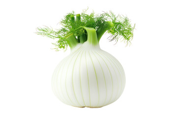
Fresh fennel bulb isolated on white background Realistic daytime first person perspective