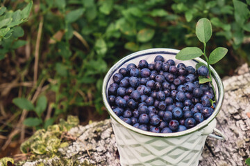 Close-up of Blueberries in white bucket in the forest with green leaves. Country life gardening of collecting, harvesting berries into glass jar in the forest. Bush of ripe wild blackberry bilberry
