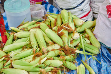 Fresh sweet corn for sale at market