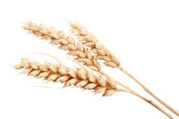 ดีไซน์ที่ยังไม่ได้ตั้งชื่อ - 
Dry wheat ear, grain isolated on white background Realistic daytime first person perspective