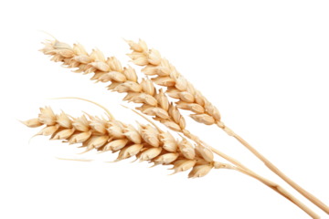 ดีไซน์ที่ยังไม่ได้ตั้งชื่อ - 
Dry wheat ear, grain isolated on white background Realistic daytime first person perspective