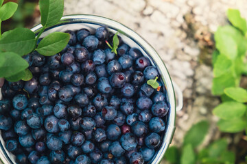 Close-up of Blueberries in white bucket in the forest with green leaves. Country life gardening eco friendly living Harvested berries, process of collecting, harvesting berries into glass jar in the 