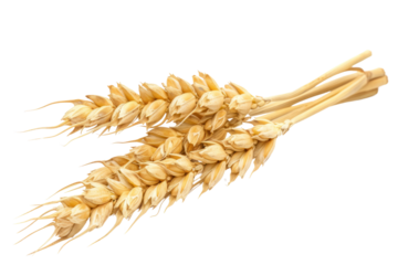 ดีไซน์ที่ยังไม่ได้ตั้งชื่อ - 
Dry wheat ear, grain isolated on white background Realistic daytime first person perspective