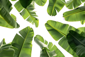 
composition of banana leaves on white background first person view realistic daylight
