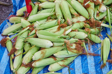 Fresh sweet corn for sale at market
