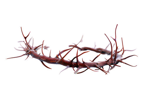 
crown of thorns isolated on white background.First person view in realistic daytimeชื่อ - 265