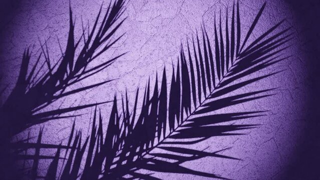plant shade over wall moving from summer breeze , looping sequence 3d rendering animation purple background