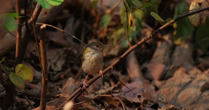 Seen perched on a bent branch looking around during a very hot afternoon, Common Tailorbird Orthotomus sutorius Foraging, Thailand