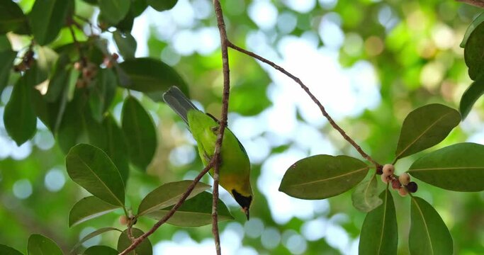 Seen from under looking and selecting the best fruit to eat, Blue-winged Leafbird Chloropsis moluccensis, male, Thailand
