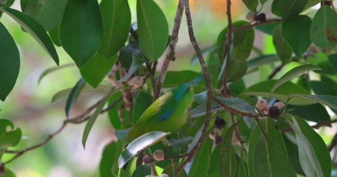 Facing to the right eating a fruit then drops it to move down and pulls another fruit to eat, Blue-winged Leafbird Chloropsis moluccensis, Thailand