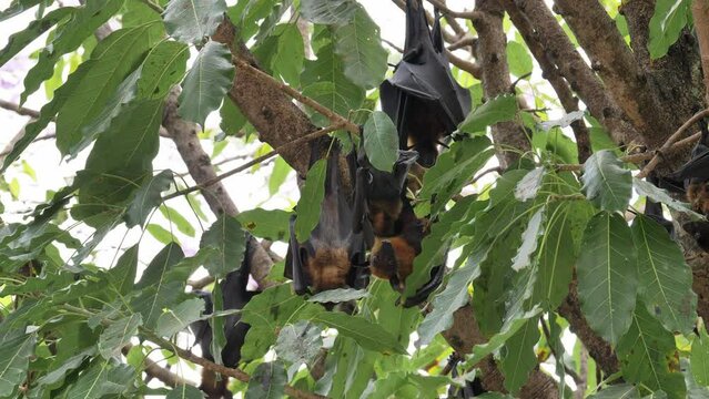 Lyle's Flying Fox, Pteropus lylei, Saraburi, Thailand; seen from its back roosting and hanging upside down during a very hot afternoon as it moves its ears and the leaves dance with the wind.