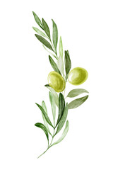 Olive branch with green berries hand drawn illustration 