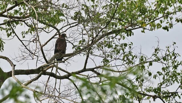 Seen looking to the right as seen within branches of of this tree, Crested Serpent Eagle Spilornis cheela, Thailand