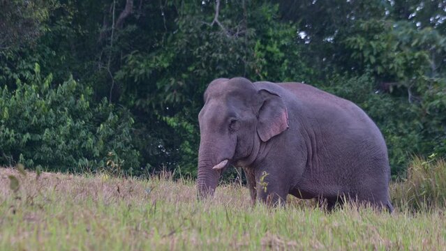 Facing to the left while wagging its tail and fanning its ears as its trunk scratches its left ear, Indian Elephant Elephas maximus indicus, Thailand
