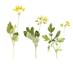 watercolor drawing plants of greater celandine with green leaves and yellow flowers, Chelidonium majus, isolated at white background, natural element, hand drawn botanical illustration