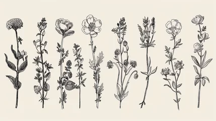 Deurstickers A set of botanical illustrations in the style of engravings depicting herbs and wild flowers. © Mark