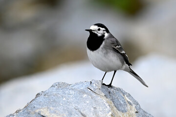 Bachstelze // White wagtail (Motacilla alba)