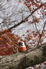 Japanese traditional dharma dolls