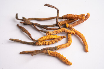 Cordyceps or Ophiocordyceps sinensis mushroom herb is fungus for used as medicine on white background.