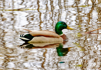 wild duck drake in a river floodplain