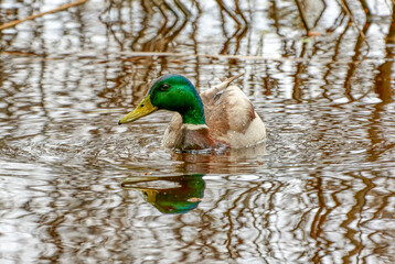wild duck drake in a river floodplain