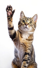 A playful  cat kitten waving its paw in a realistic portrait style
