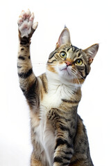 Obraz premium A playful cat kitten waving its paw in a realistic portrait style 