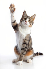 Obraz premium A playful cat kitten waving its paw in a realistic portrait style 