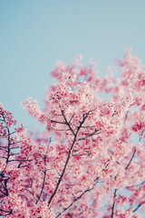 ピンクの桜と青空