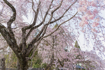 京都醍醐寺 三宝院に咲く満開の桜