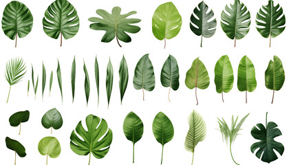 different tropical leaves, white background, isolated