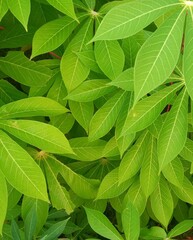 green leaves background