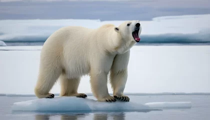 Fotobehang A Polar Bear With Its Tongue Lapping At The Edge O © Insiya