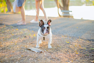 The lifestyle of people who take their beloved pets for outdoor exercise in parks.