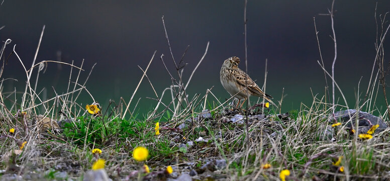 Feldlerche // Eurasian skylark (Alauda arvensis) 
