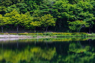 日本の風景・春　新緑のアプトの道　碓氷湖	
