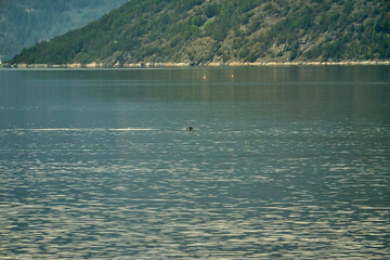 fin of a common porpoise, swimming through the Sognefjord in Norway.
