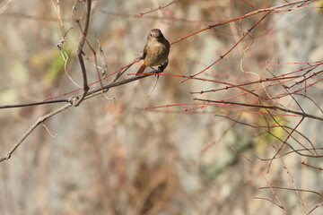 Daurian Redstart observing me