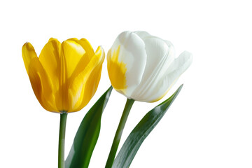 Delicate White and Yellow Tulips Arrangement Isolated on Transparent Background.